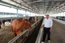 Đắk Lắk chi 50 tỷ đồng tiền ngân sách cho doanh nghiệp nuôi bò trái quy định