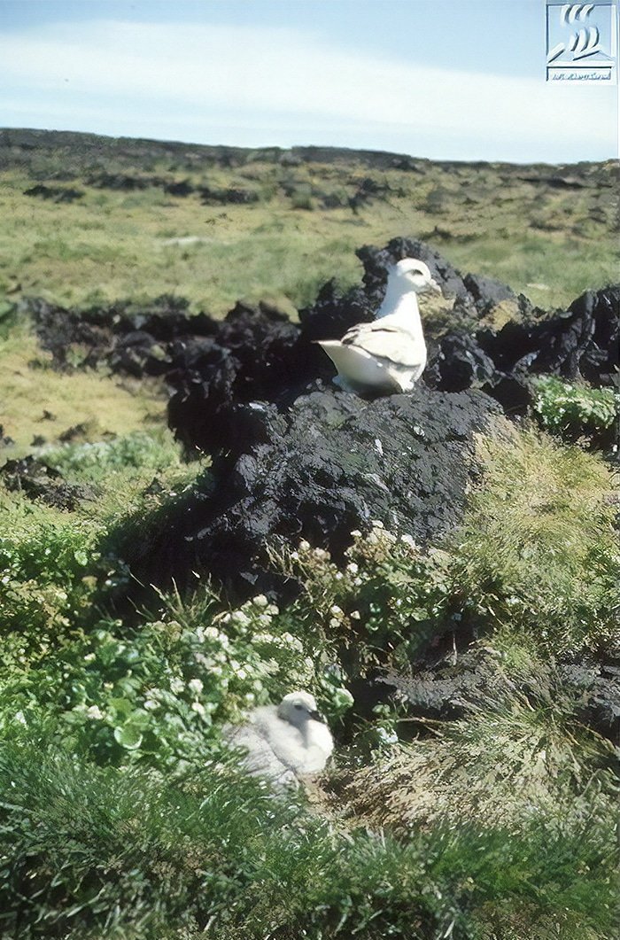 forbidden-places-on-earth-surtsey-island-iceland-14