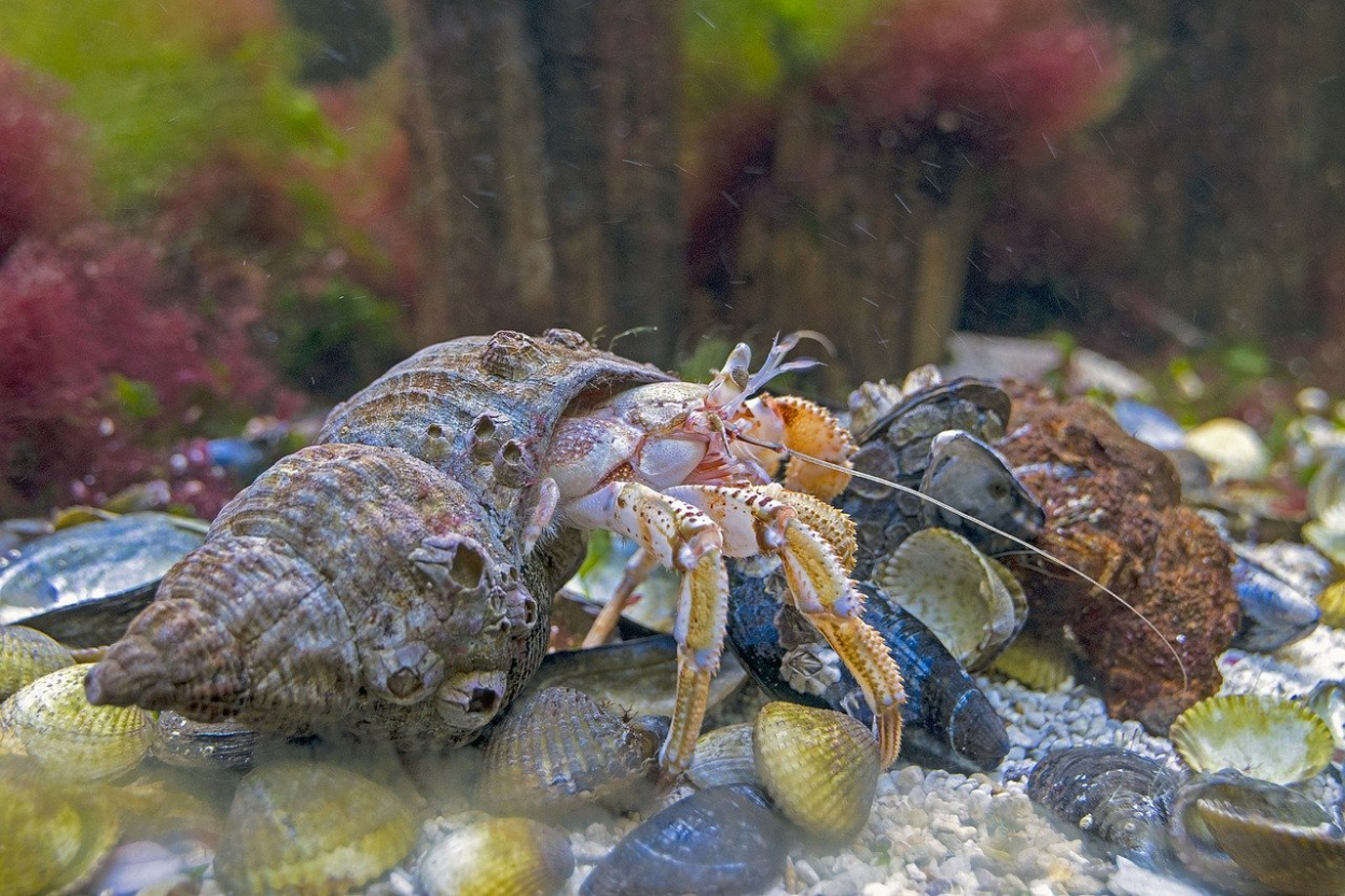 hermit crab 2062460 1280 image