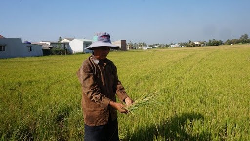 hạn mặn, ĐBSCL