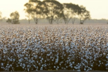 Trung Quốc lại nhắm “trả đũa” sản phẩm cotton của Úc