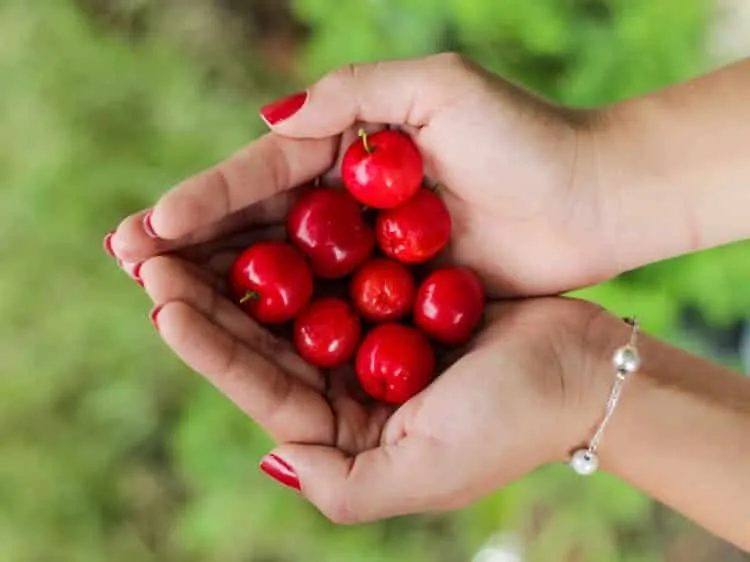 Tart cherries