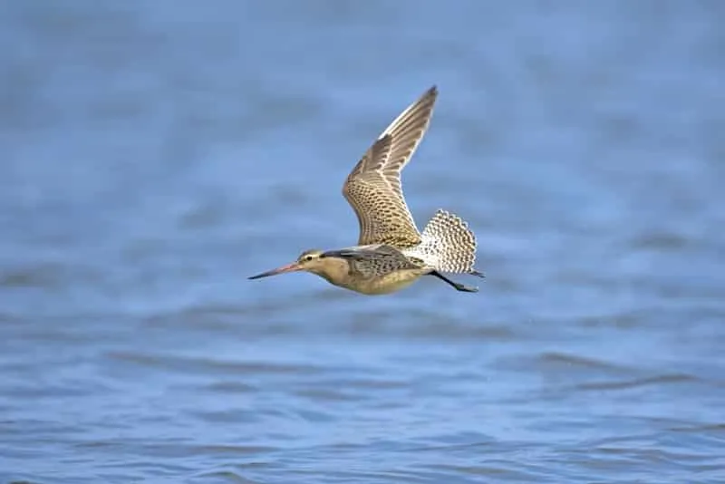 Limosa Lapponica image