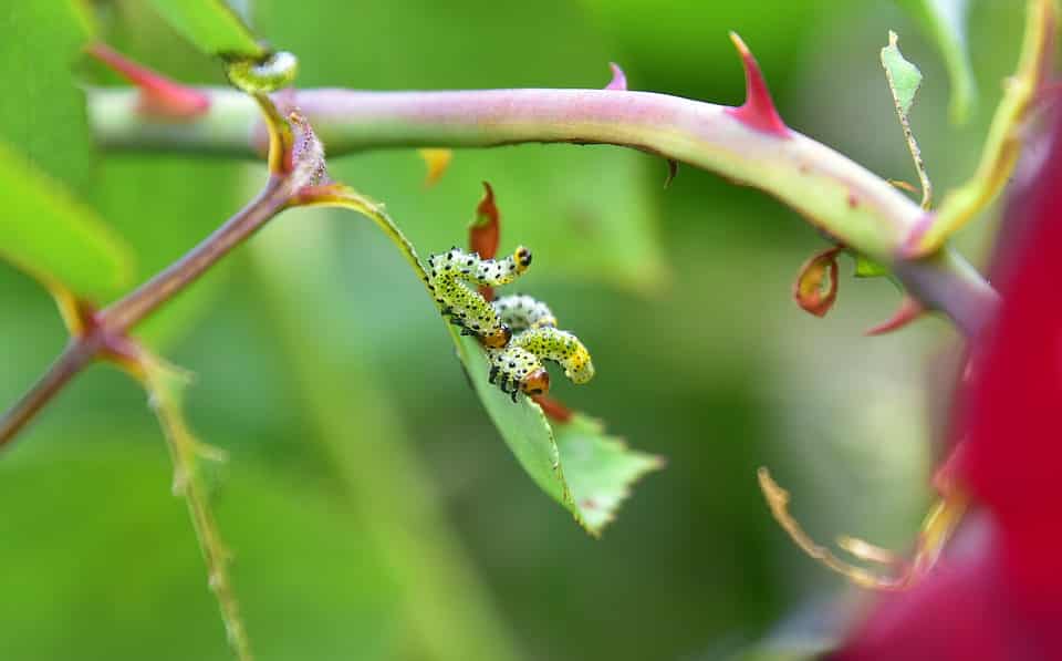 Ai thông minh? Ai mạnh mẽ? Ai khờ khạo?