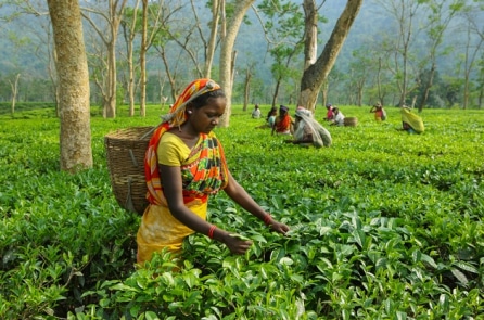 Trà Assam Ấn Độ đạt mức giá cao kỷ lục, hơn 1.000 USD/kg