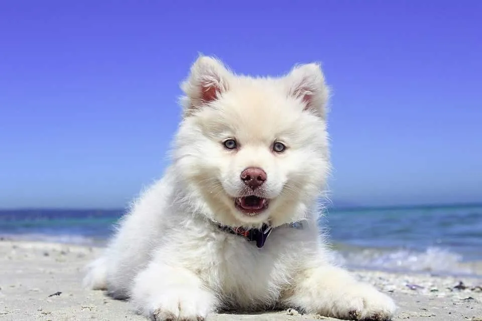 Bãi Biển, Con Chó Con, Con Chó, Finnishlapphund