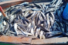 Huyện đảo Lý Sơn: Chưa kịp ổn định sau bão, ngư dân lại điêu đứng vì cá chết