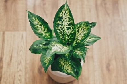 10 loại cây trồng trong nhà có thể đầu độc sức khỏe của bạn