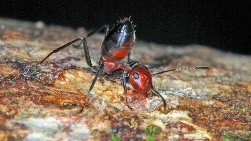 Loài kiến nổ ở đảo Borneo: Hy sinh để bảo vệ cả đàn