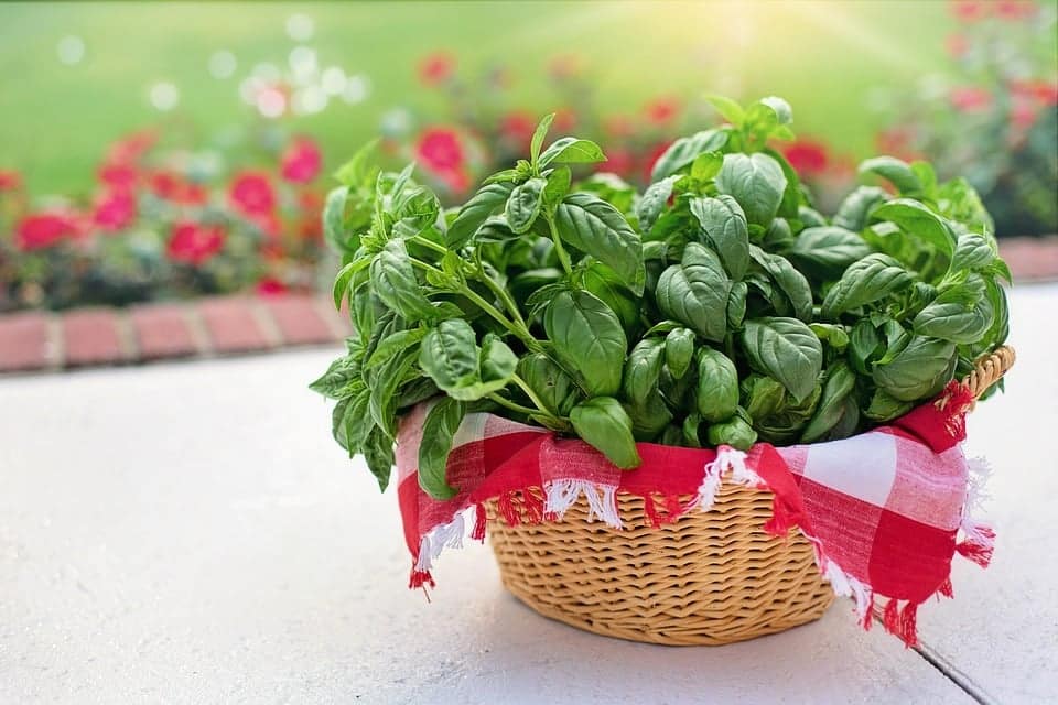 pixabay basil image