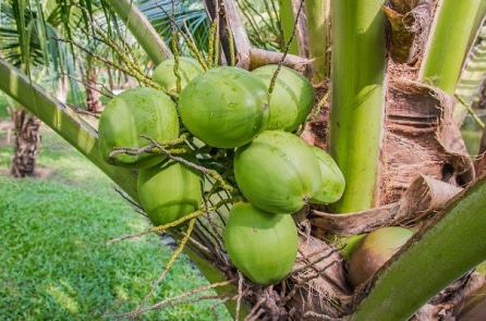 Trường học ở Indonesia cho phép sinh viên trả học phí bằng… quả dừa