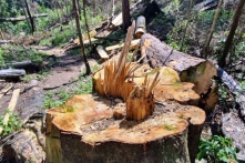 Gỗ lậu từ rừng nguyên sinh bị tàn phá ’chạy’ vào nhà… tổ trưởng bảo vệ rừng
