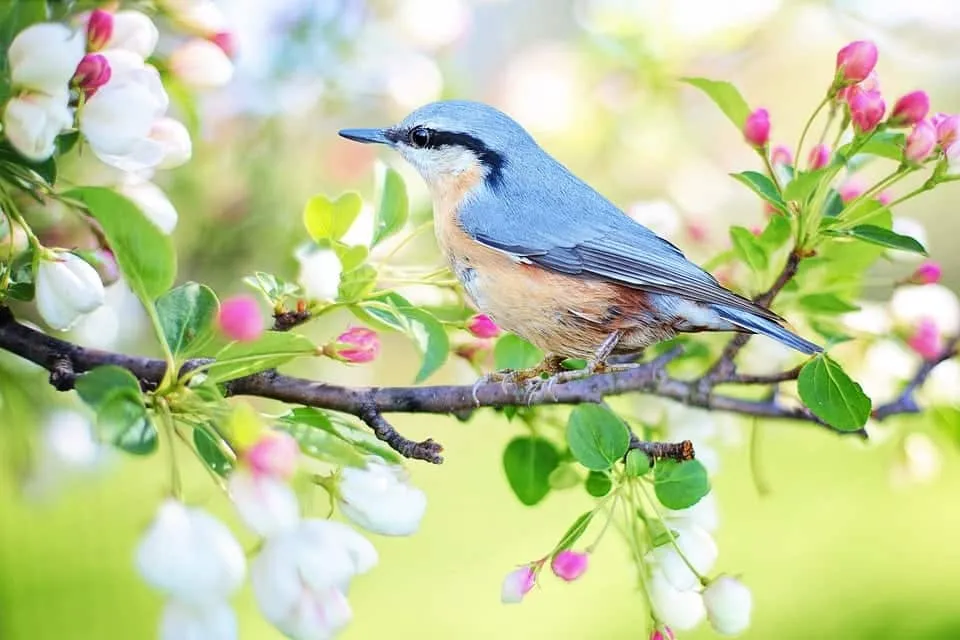 Muốn giữ mãi tình yêu thì hãy chắp cho nó đôi cánh tự do