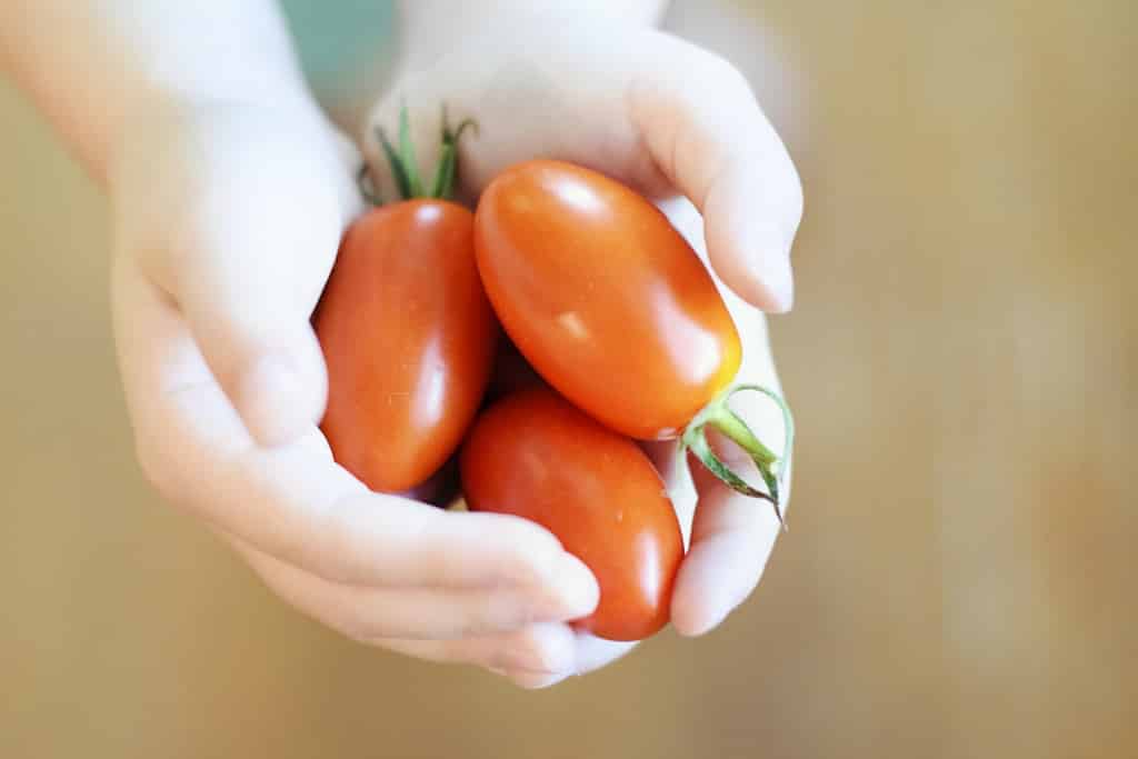 unsplash tomato 1024x683 image