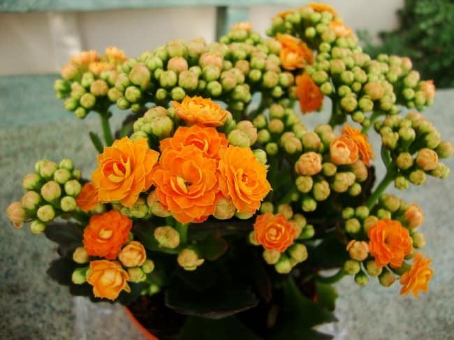 7305710 Kalanchoe blossfeldiana var Calandiva 2 1477037701 650 1cef3a67e7 1477490381 image