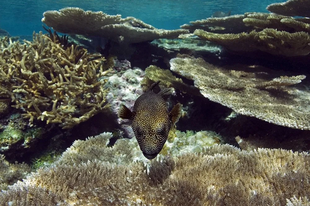 Hòn đảo Palmyra Atoll