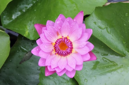 Hãy sống mà không phàn nàn, oán trách