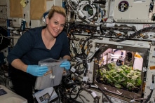 NASA thu hoạch thành công củ cải… trên trạm ISS