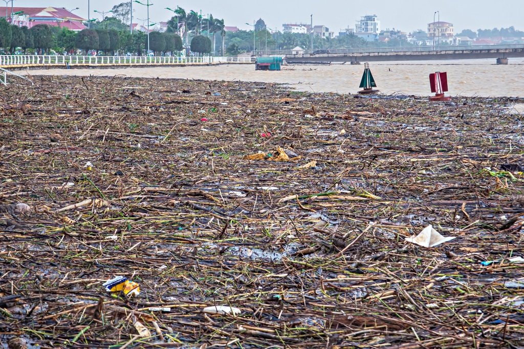 cay go quang binh 1