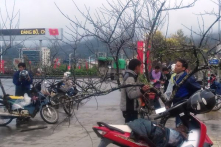 Chính phủ Việt Nam đính chính lệnh ‘cấm chặt đào rừng’