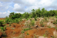 Đất rừng phòng hộ Krông Năng cấp trái phép cho quan chức bị mua bán tràn lan