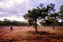 Gia Lai được chuyển mục đích gần 156ha đất rừng để FLC làm sân golf