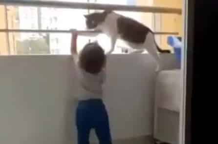 Mèo ‘cứu’ bé trai đang cố trèo qua lan can ban công