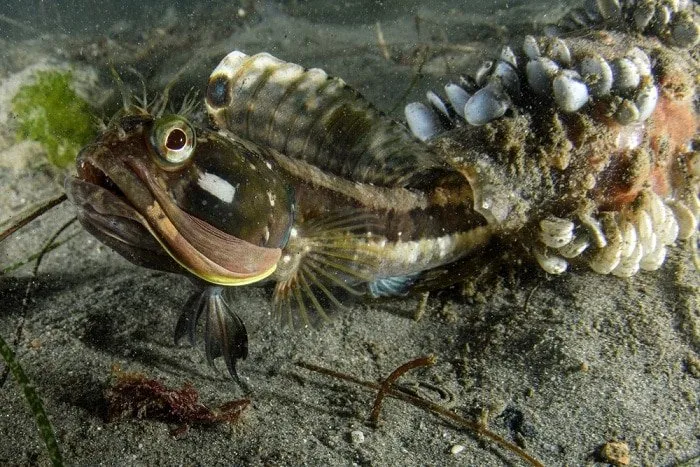 Sarcastic Fringehead image