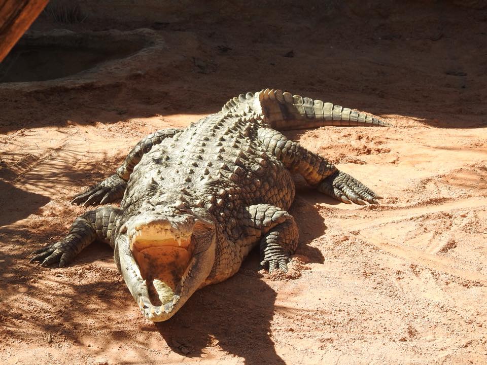 Valencia Bioparc 11 image