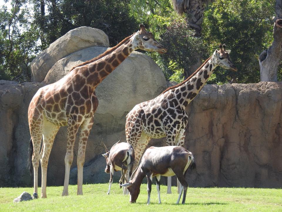 Valencia Bioparc 12 image