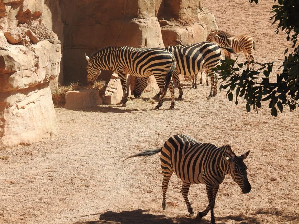 Valencia Bioparc 16 image