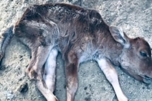 Không ở tâm vùng rét, hơn 900 con trâu, bò, dê vẫn chết hàng loạt ở huyện A Lưới (Huế)