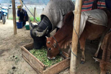 Hơn 2.200 gia súc chết rét; Bắc Bộ tiếp tục đón không khí lạnh mạnh