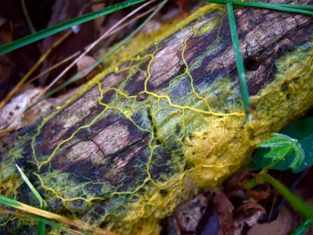 nam nhay Physarum polycephalum plasmodium image