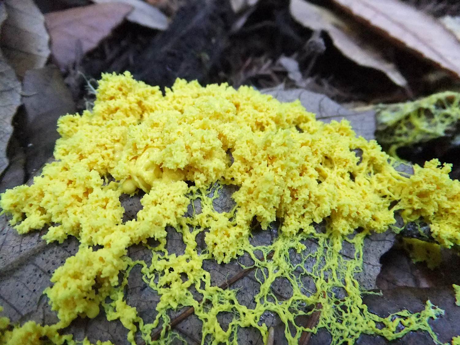 nam nhay slime mold image