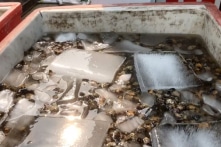 TP.HCM: Thu giữ 1,3 tấn thịt ốc bị ngâm hóa chất nghi là chất bào mòn, tẩy rửa