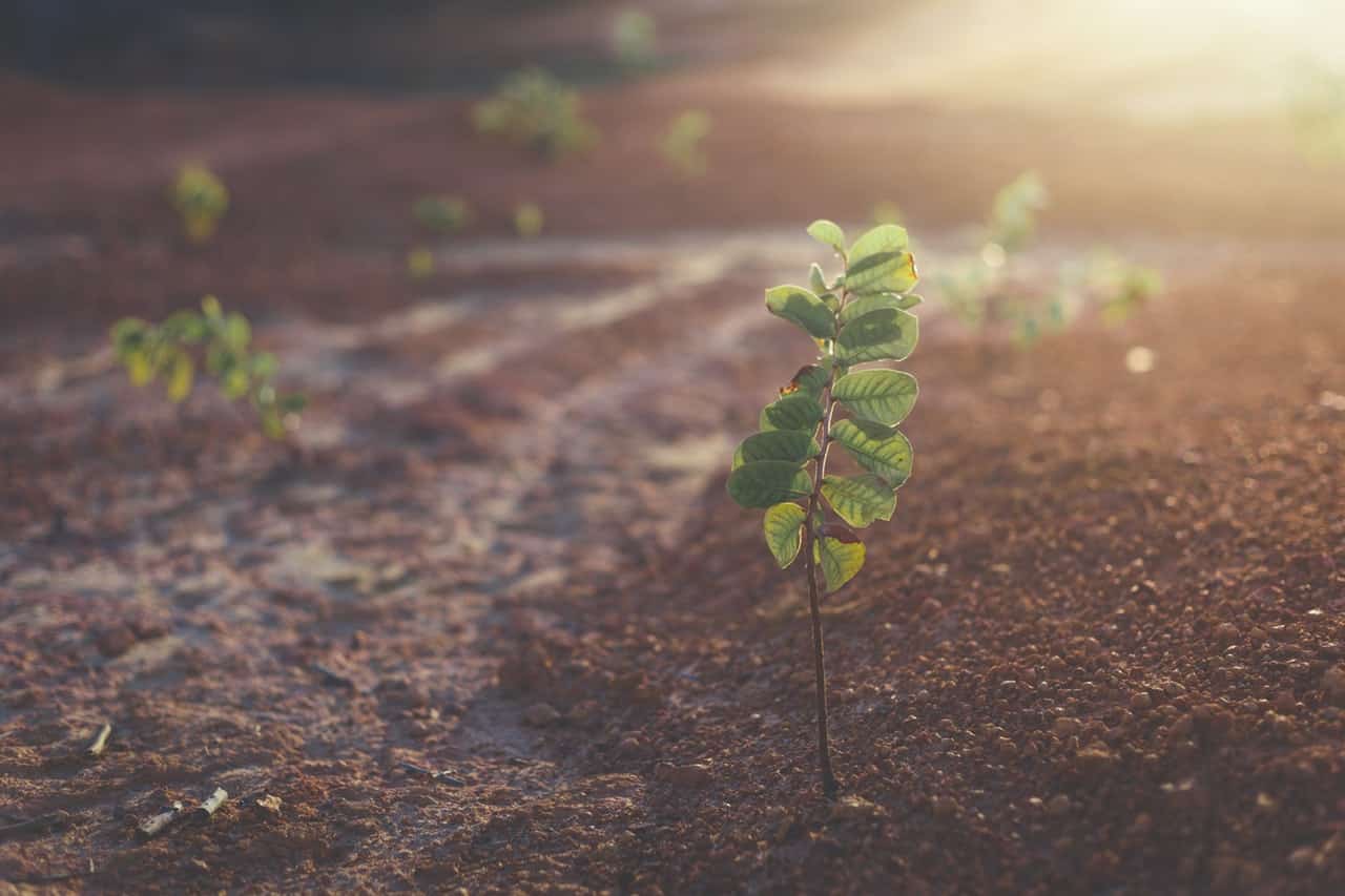 shallow focus photo of green potted plant 822474 1 image