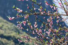 Sơn La: Giới chức huyện đề xuất dán tem để truy nguồn gốc đào rừng, đào trồng