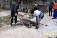 Gần 1.100 gia súc chết vì rét, dự báo con số thiệt hại tiếp tục tăng