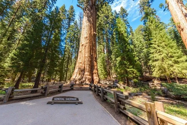 cay General Sherman image