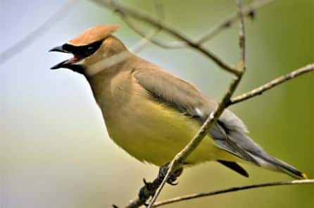 Chim cũng bị “say rượu”