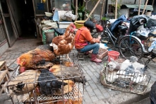 Bắc Kinh bùng phát cúm gia cầm độc tính cao H5N8