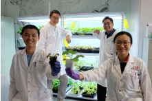 NTU: Phát triển thành công thiết bị “giao tiếp” với thực vật bằng tín hiệu điện