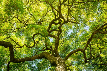 Tính thật thà như là những cái rễ của một cái cây