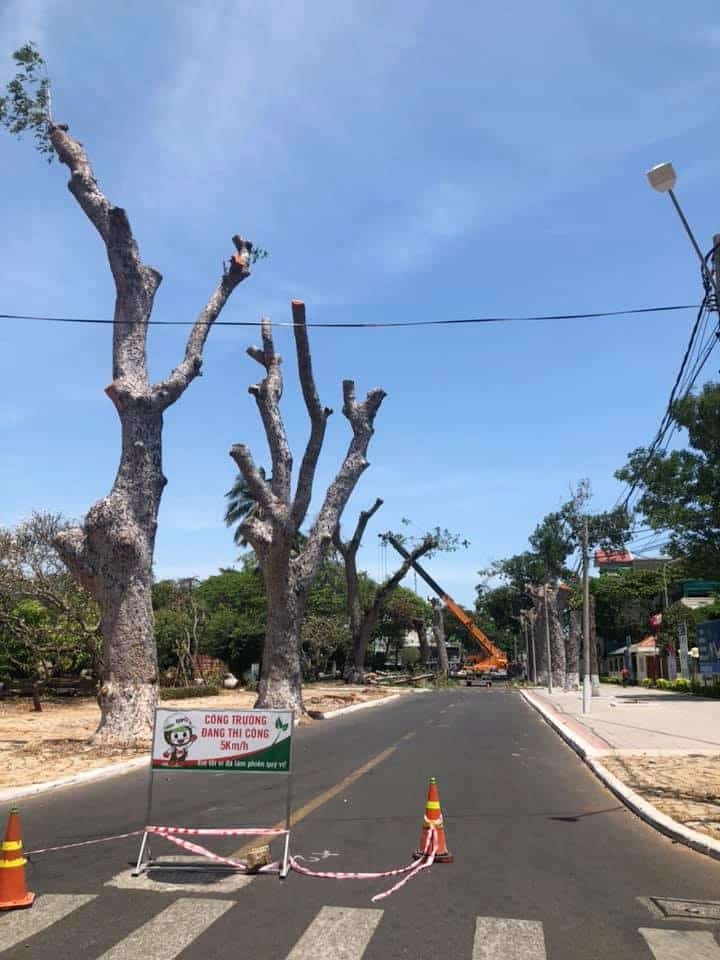 chat cay co thu ba ria vung tau 0