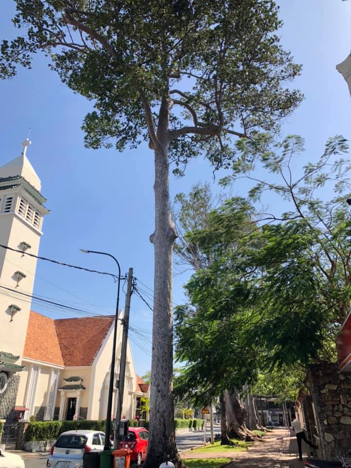 chat cay co thu ba ria vung tau 02