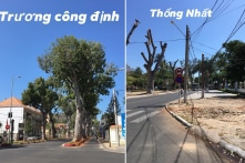 Cưa hạ hàng cổ thụ ở Vũng Tàu: “Vẫn làm đường được, có muốn giữ hay không thôi”