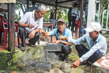 Cần Thơ muốn chi 30 tỷ đồng để diệt chuột: Nhiều ý kiến trái chiều