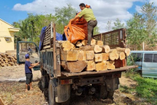 Gia Lai: 119 cây gỗ lớn thuộc rừng phòng hộ bị đốn hạ