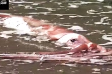 Nhiều con mực khổng lồ dạt vào bờ biển Nhật, dấu hiệu động đất lớn?